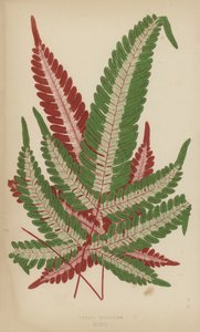 Pteris Tricolor af English School